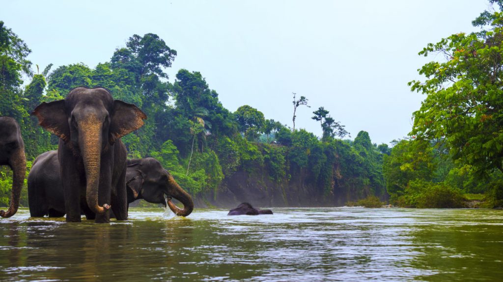Paket Wisata Gajah Tangkahan